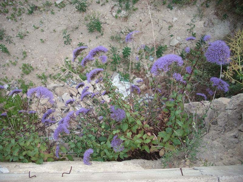 Trachelium caeruleum / Trachelio coltivato